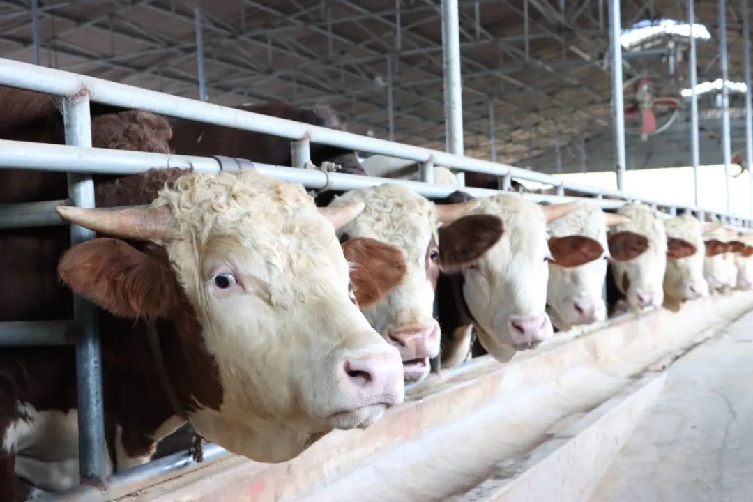 9001cc金沙以诚为本(中国)有限公司官网